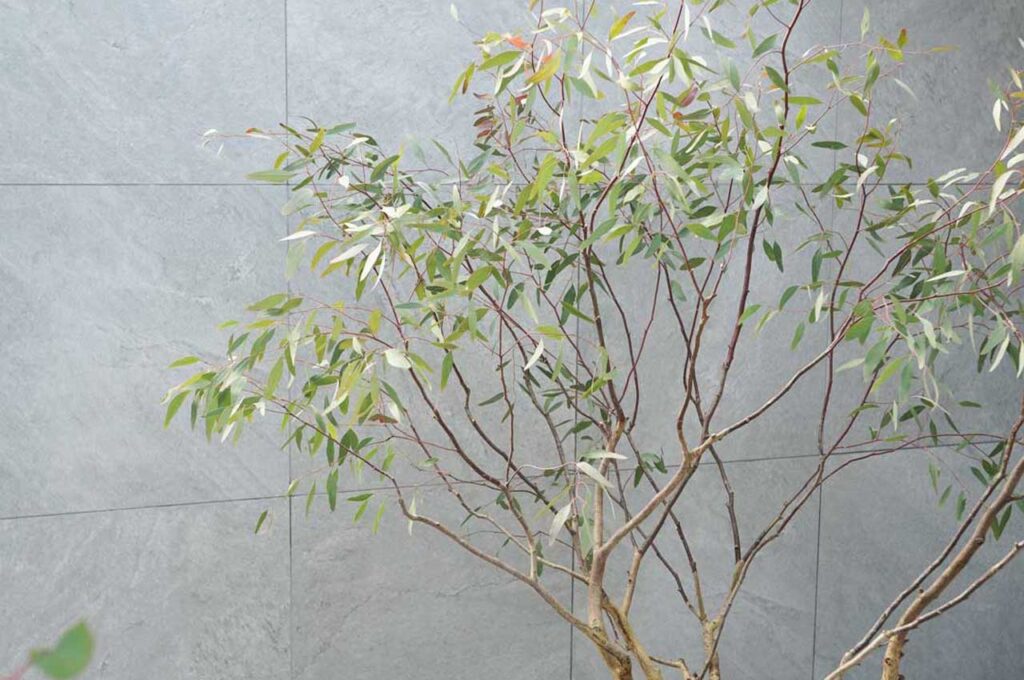 ユーカリメリオドラ 葉5