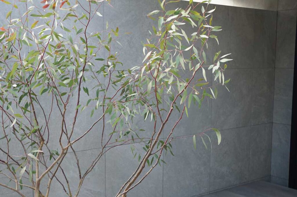 ユーカリメリオドラ 葉6