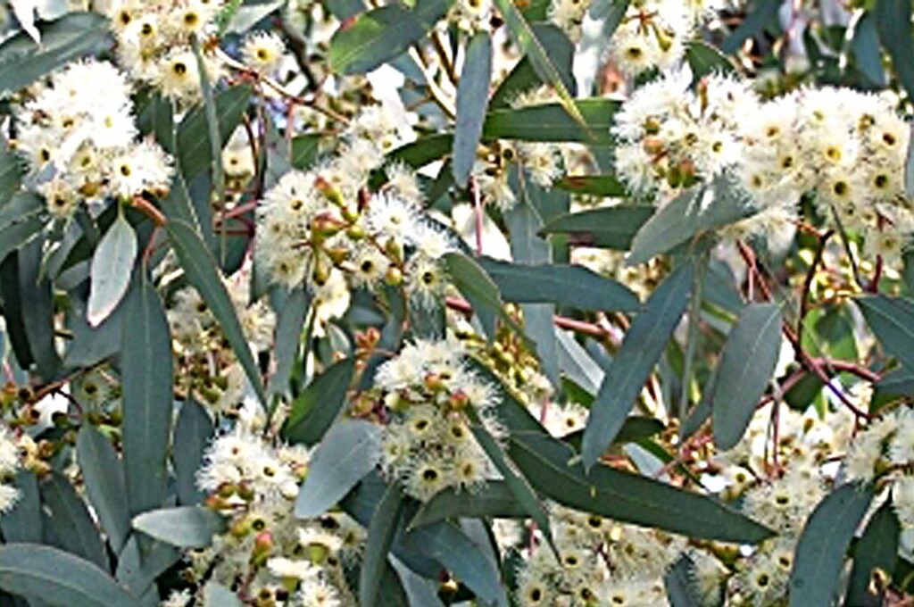 ユーカリメリオドラ 花