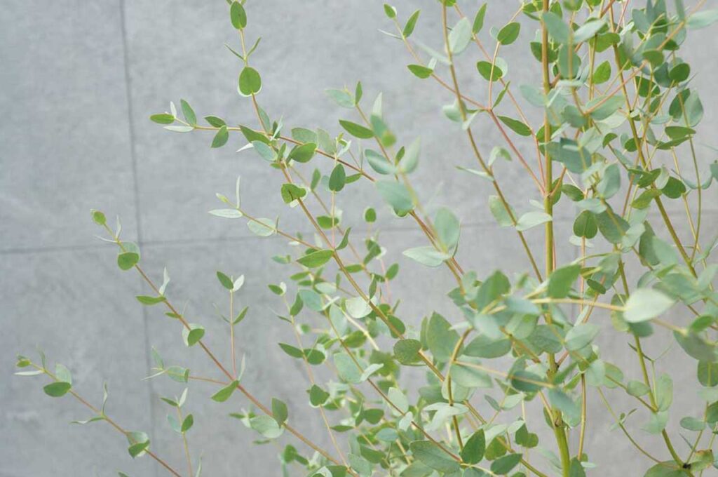 ユーカリグニー　葉１