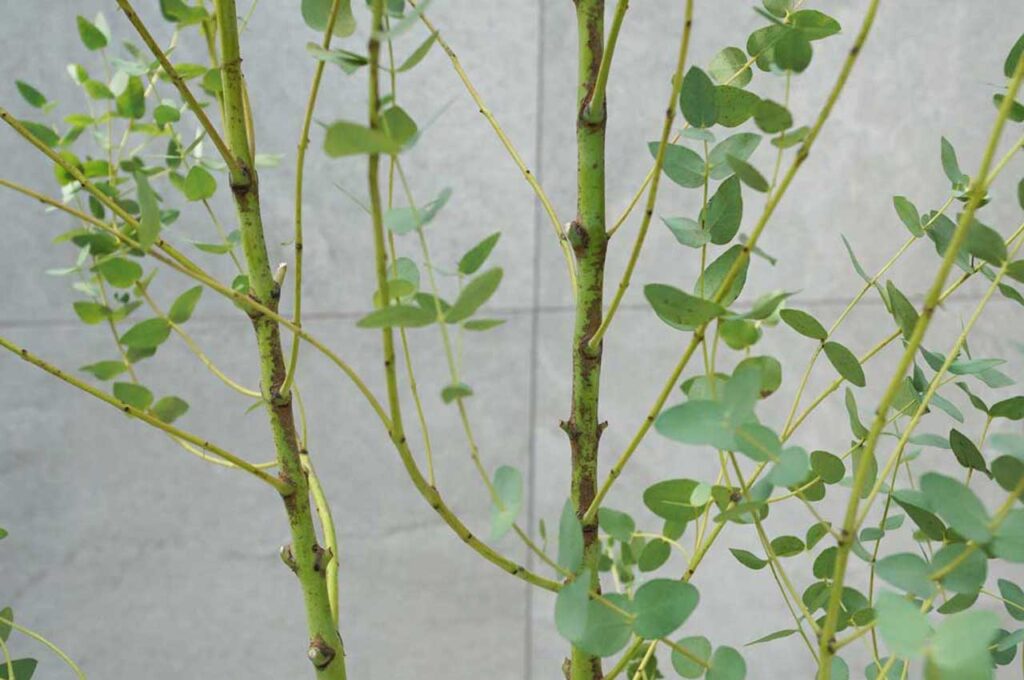 ユーカリグニー　まだ若い幹１