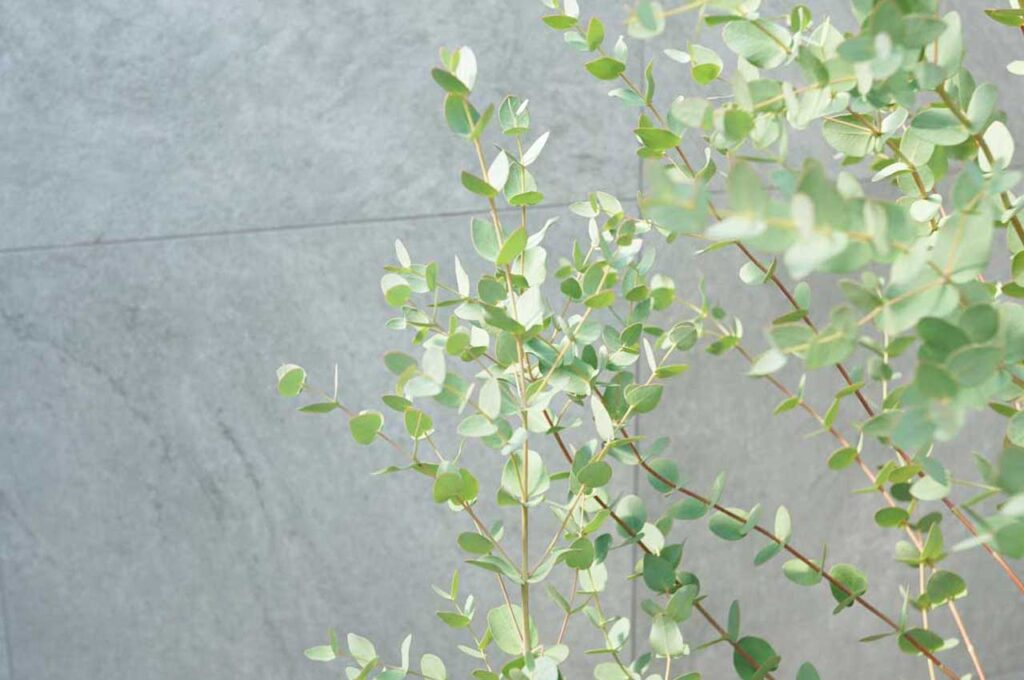 ユーカリグニー　葉２