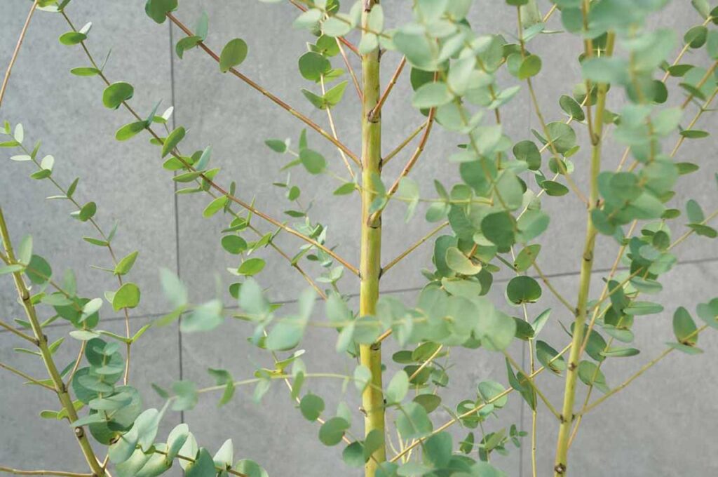 ユーカリグニー　まだ若い幹２