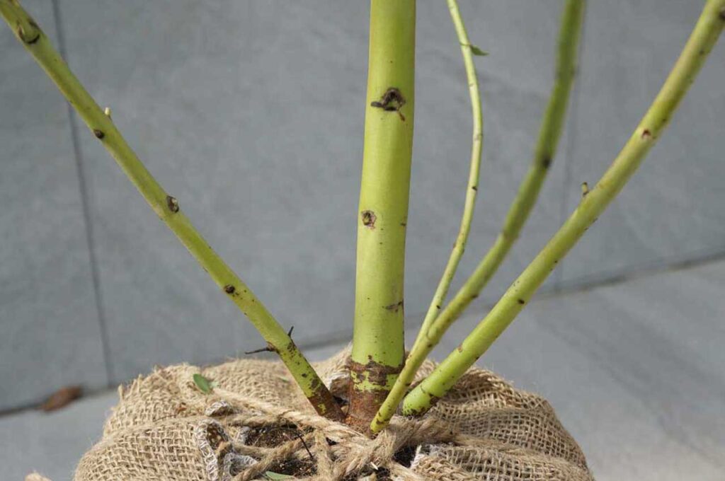 ユーカリグニー　まだ若い幹３