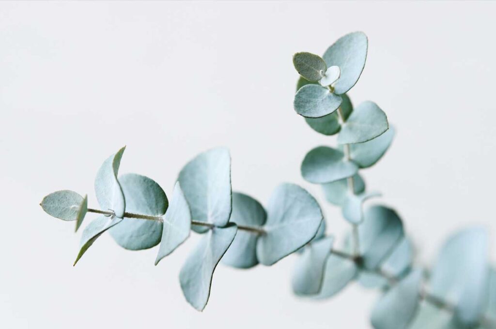 ユーカリグニー　葉３