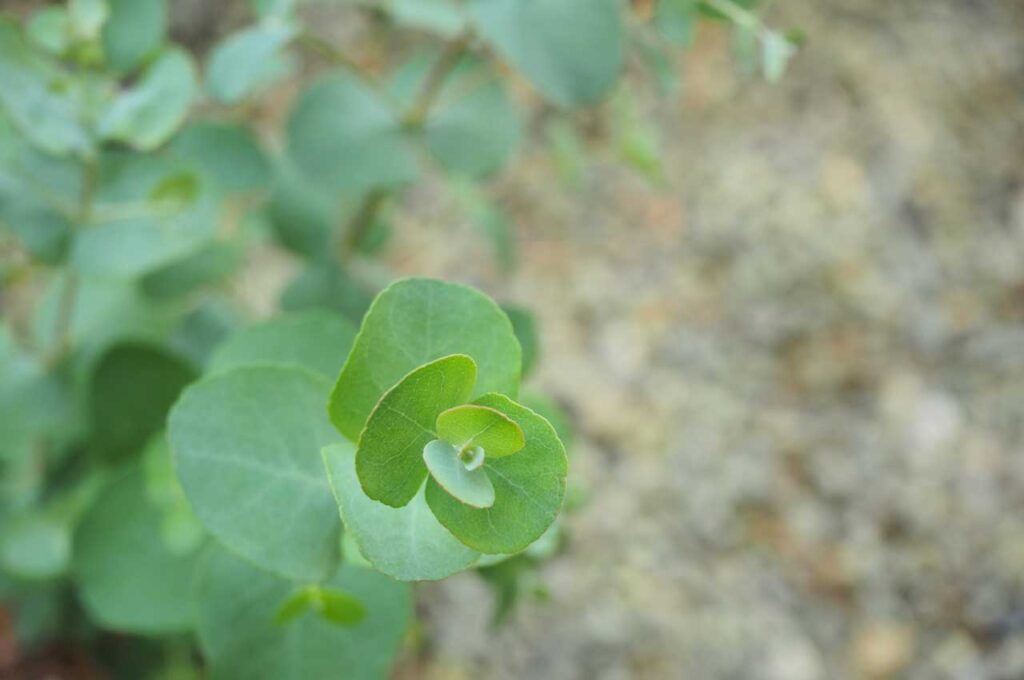 ユーカリグニー　葉４