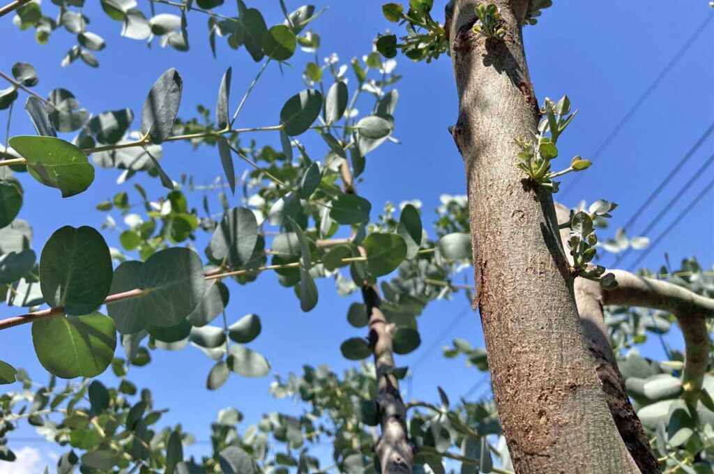 ユーカリグニー　幹肌