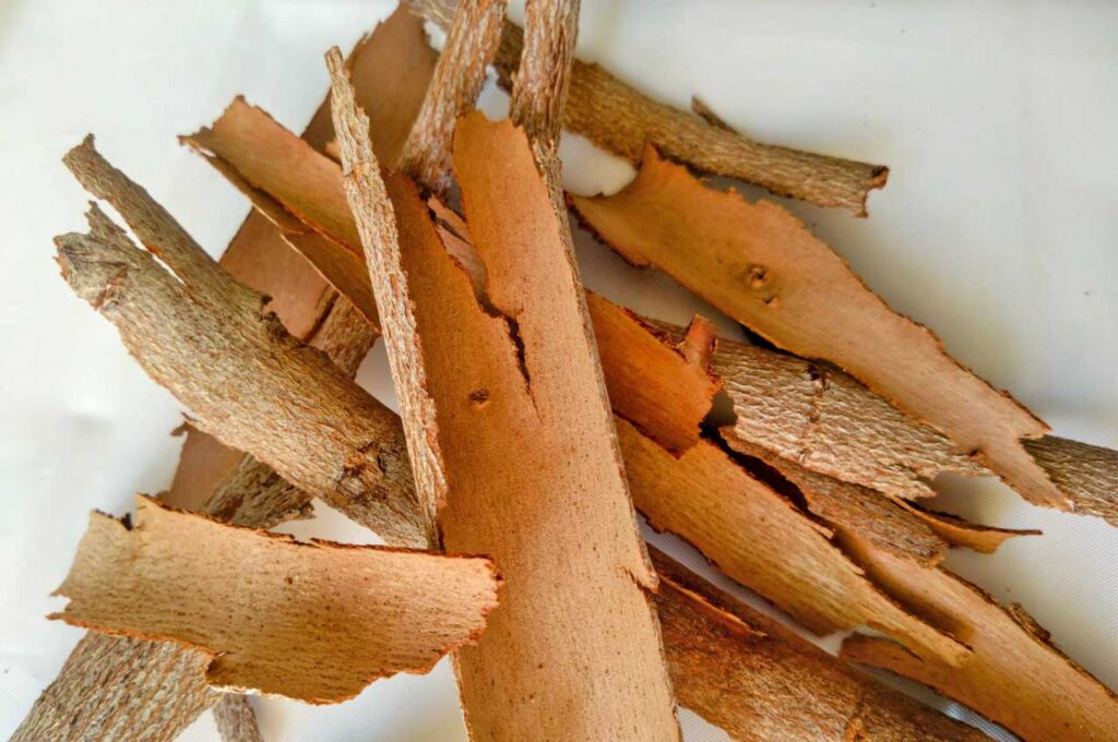 ユーカリ はがれた樹皮