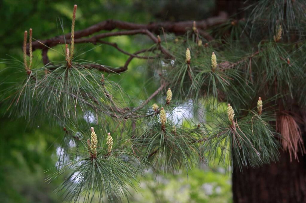 アカマツ 雄花１