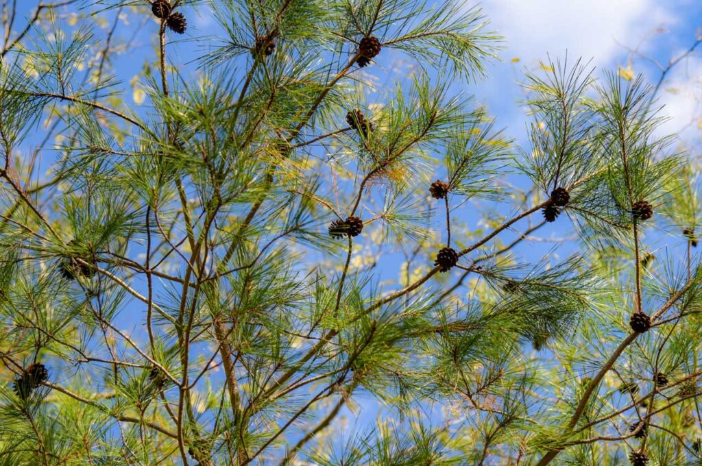 アカマツ 実（マツボックリ）３