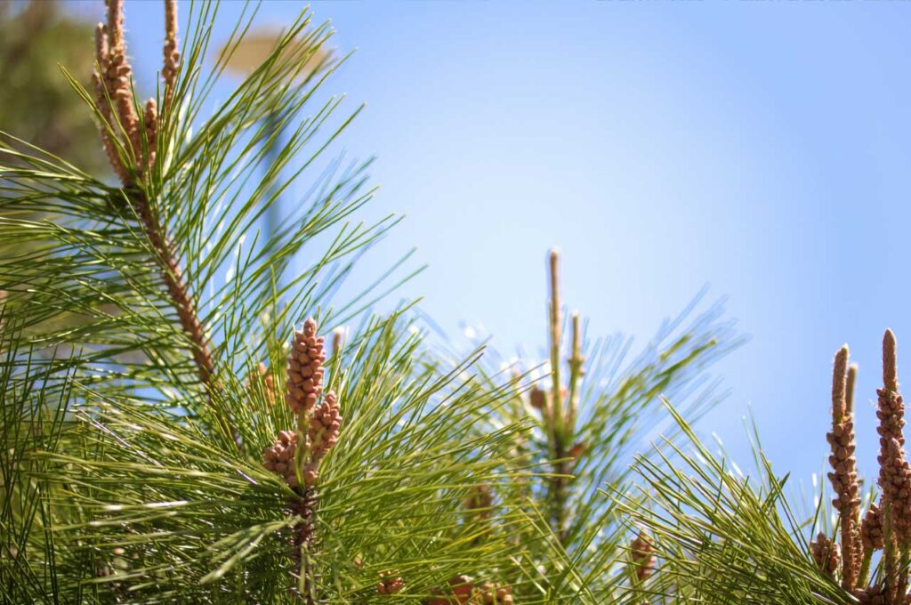 アカマツ 雄花２