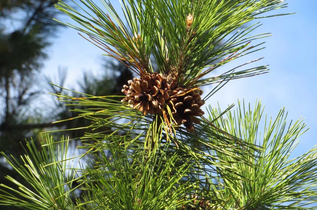 アカマツ 実（マツボックリ）２