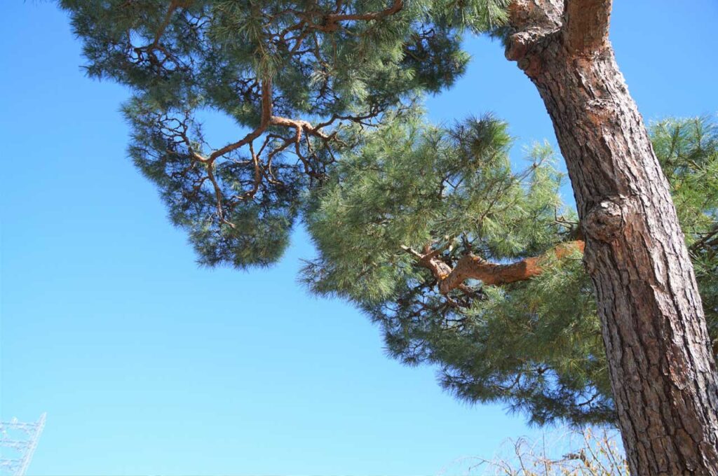 アカマツ 幹肌１