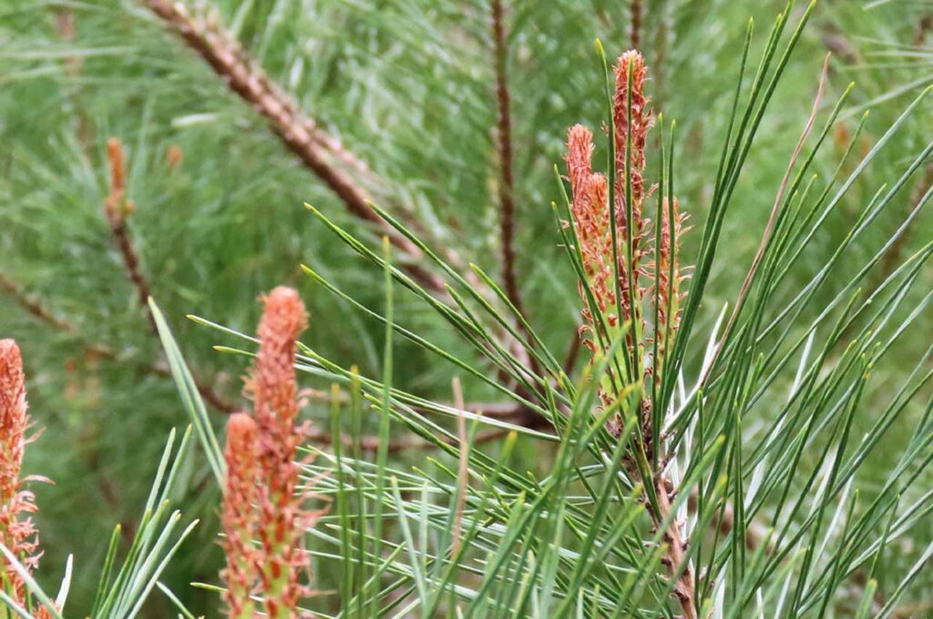 アカマツ 新芽