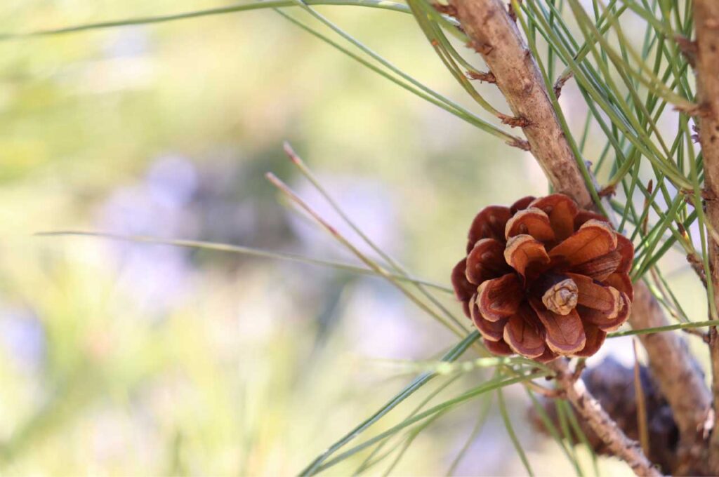 アカマツ 実（マツボックリ）１