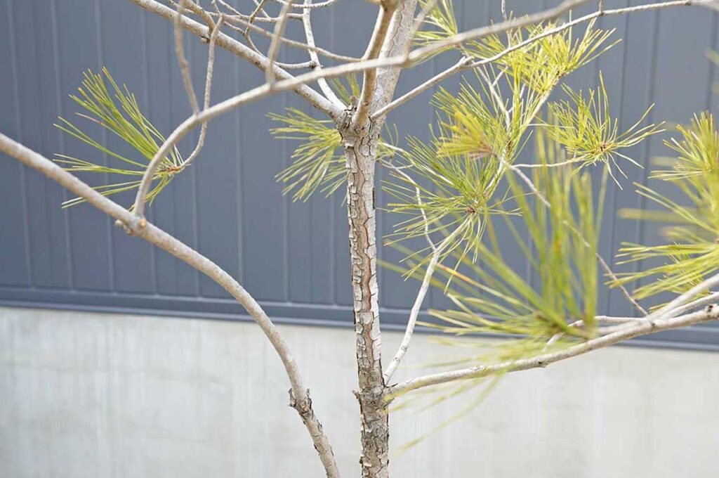 アカマツ 幹肌２