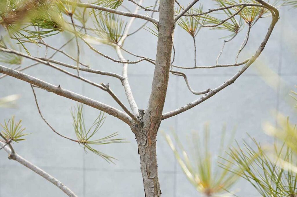 アカマツ 幹肌３