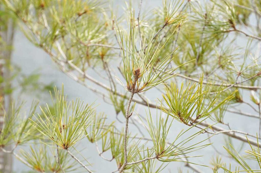 アカマツ 葉４