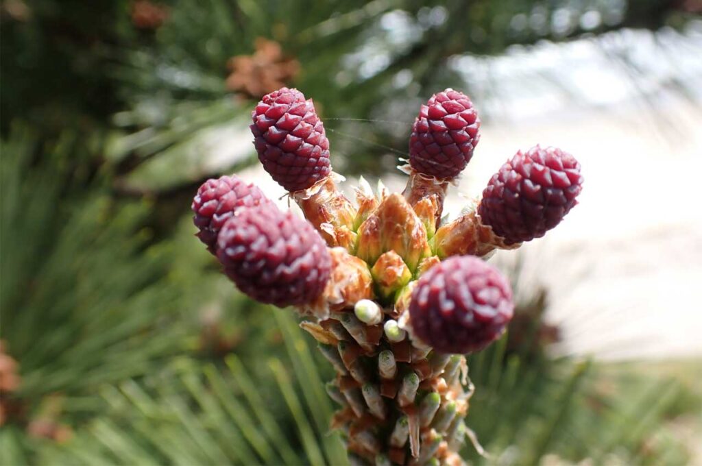 アカマツ マツボックリになる前の雌花