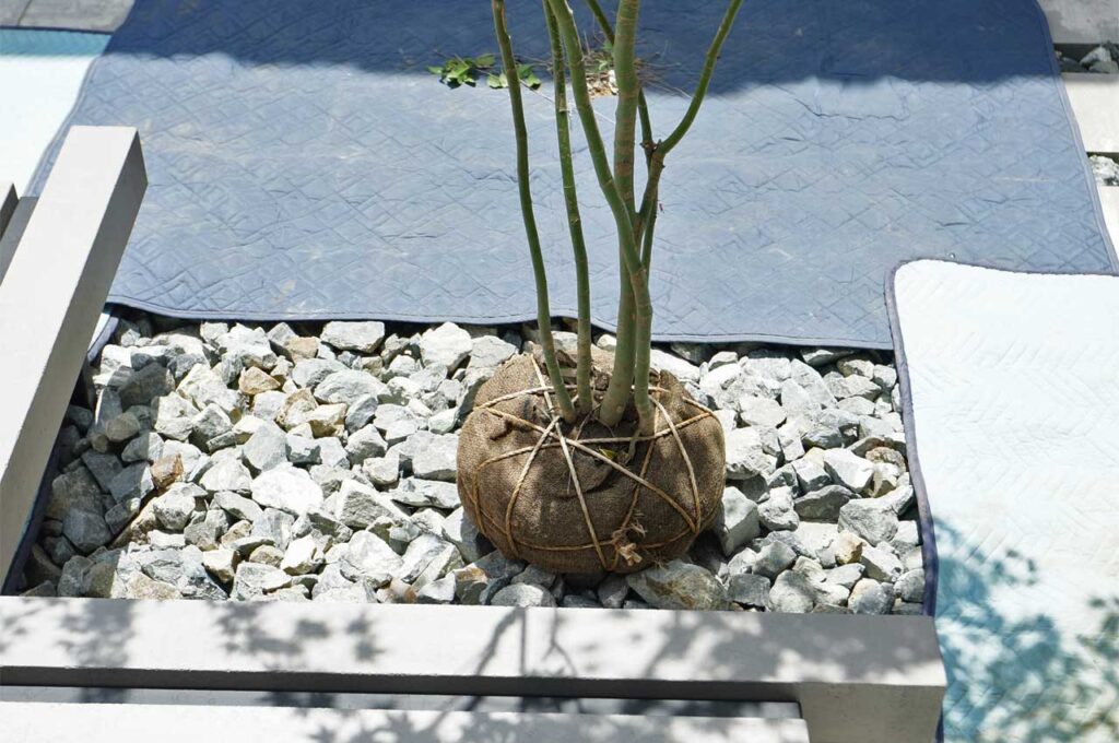 植木の植え付け方 仮置き