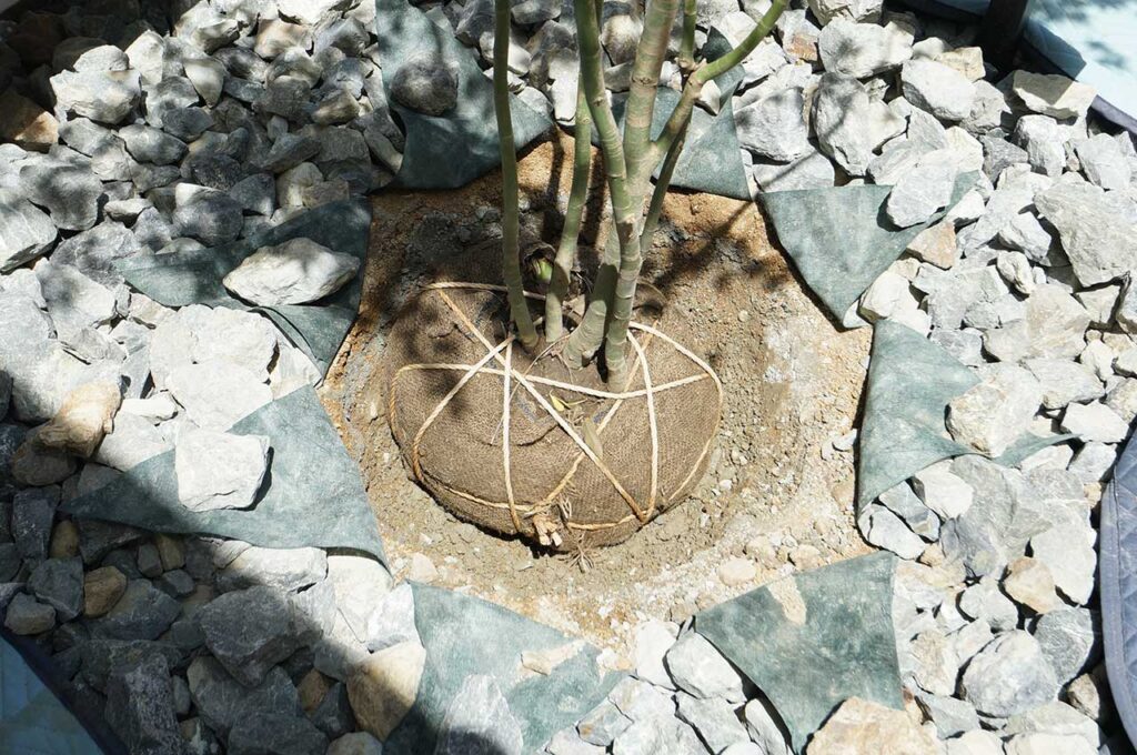 植木の植え付け方 すっぽりと納める