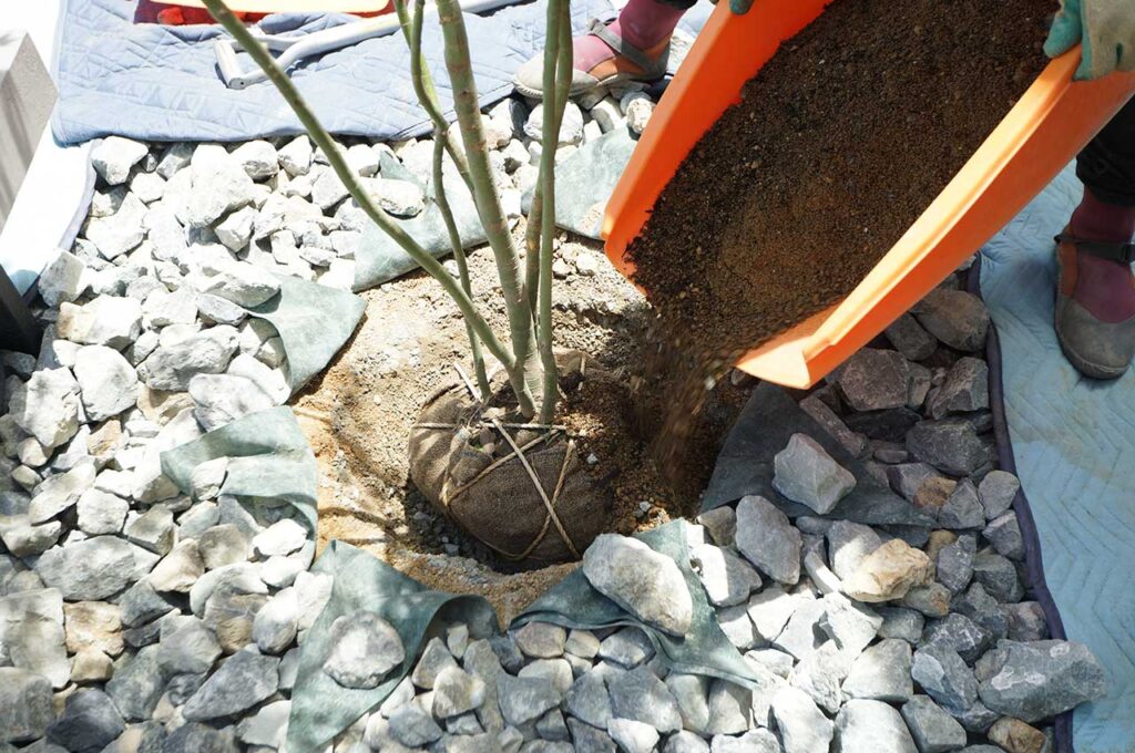 植木の植え付け方 土を隙間に入れる