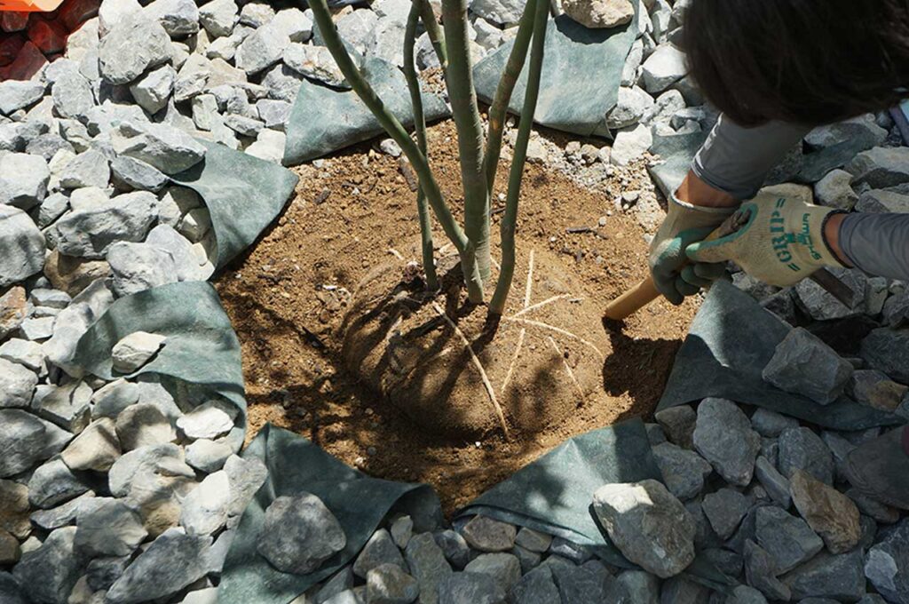 植木の植え付け方 土を押し固める
