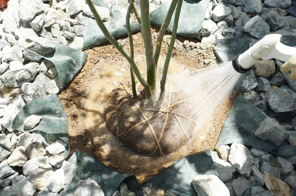 植木の植え付け方 水極めをする