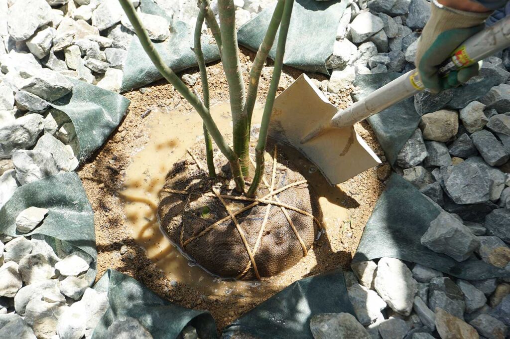 植木の植え付け方 再度押し固める