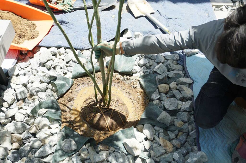 植木の植え付け方 根元をゆする