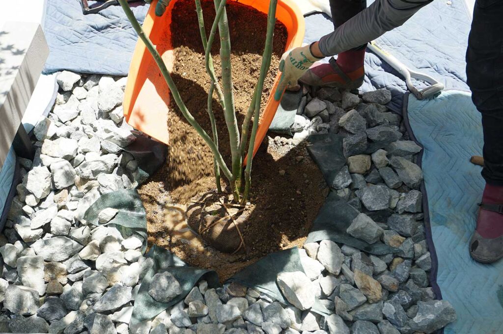 植木の植え付け方 土を上にかぶせる