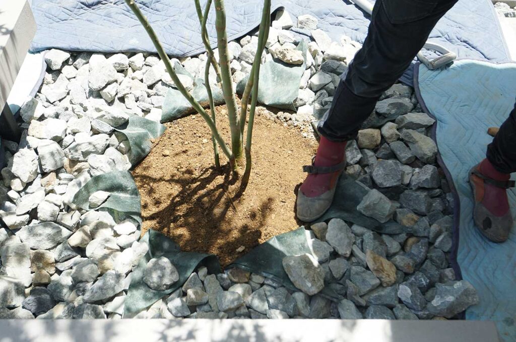 植木の植え付け方 根鉢の周りを踏み固める
