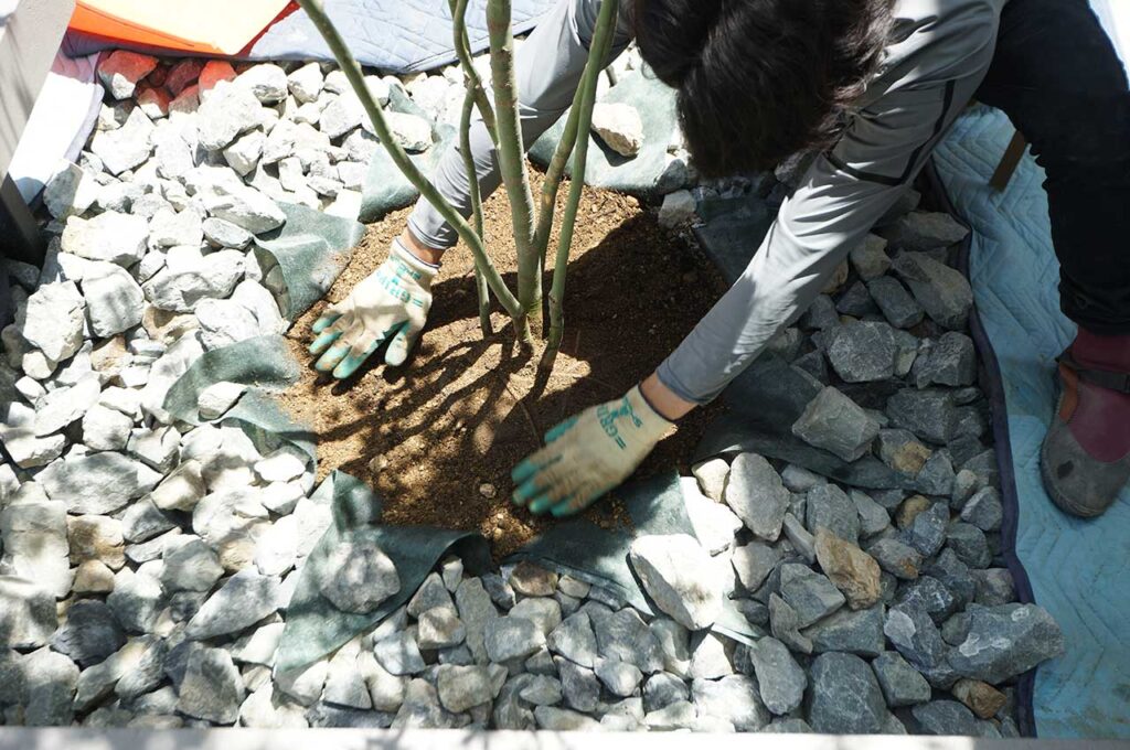 植木の植え付け方 土をならす